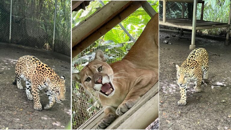 Procuraduría pide apoyo a Fuerza Aérea para reubicar 3 ejemplares felinos en amenaza de extinción