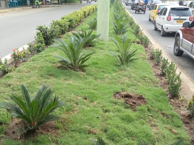 ¡Indignante!, desadaptados se roban plantas de las zonas verdes recuperadas por la Alcaldía de Montería