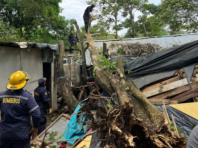Ocho puntos de Montería afectados por caída de árboles tras fuertes lluvias y vientos