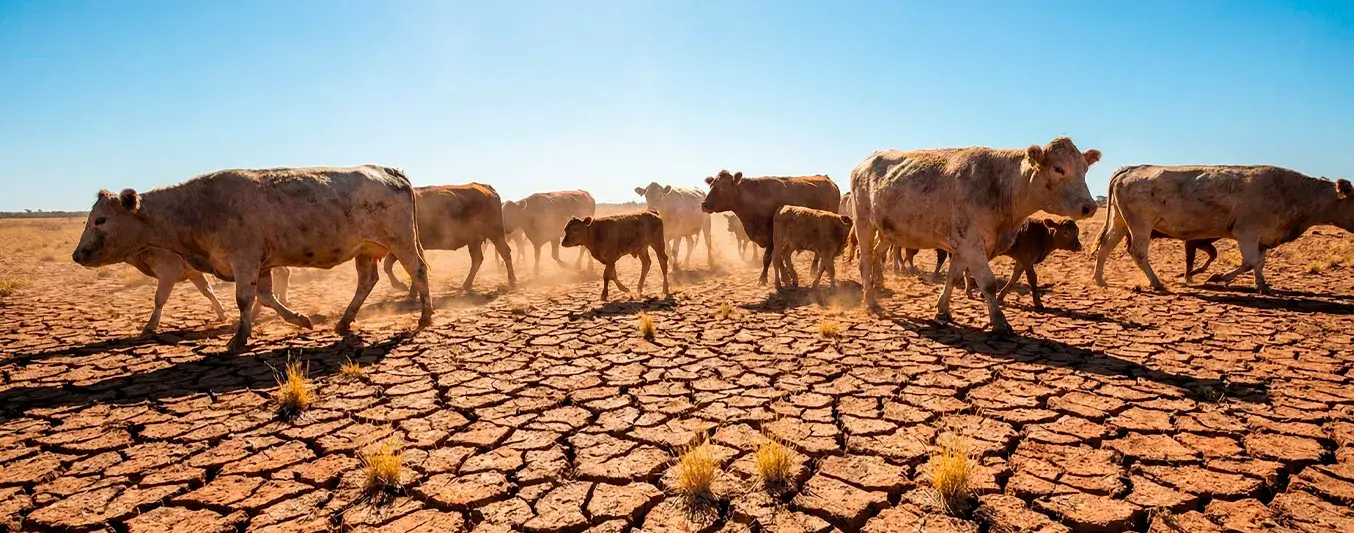 Sequía y ganadería durante El Niño en el Caribe Ganado sobre suelo seco y agrietado durante condiciones de sequía asociadas al fenómeno de El Niño